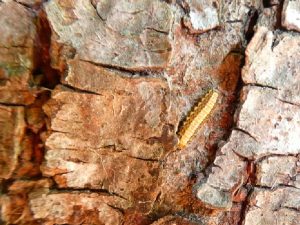 mature-larvae-migrating-down-tree-trunk-adelaide-arb-consultants